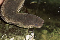Elephant's Trunk File Snake (Acrochordus javanicus) freshwater swamps and rivers, southeast Asia