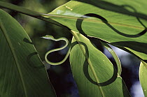 Oriental Whip Snake (Ahaetulla prasina) in the rainforest, Danum Valley Conservation Area, Sabah, Malaysia