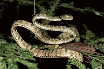 White-spotted Cat Snake (Boiga drapiezii), Danum Valley Conservation Area, Sabah, Malaysia