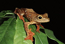 Harlequin Flying Treefrog (Rhacophorus pardalis), Danum Valley Conservation Area, Sabah, Malaysia