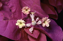 Orchid Mantis (Hymenopus coronatus) and Bougainvillea, an introduced plant, in the rainforest, Malaysia, Indonesia