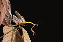 Slender Flower Mantis (Toxodera denticulata) lowland rainforest, Danum Valley Conservation Area, Sabah, Malaysia