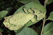 Leaf Insect (Phyllium sp) camouflaged on leaf, Malaysia