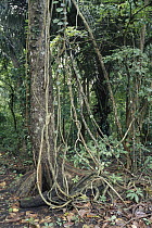 Lianas in the rainforest, Tangkoko-Dua Saudara Nature Reserve, Sulawesi, Indonesia