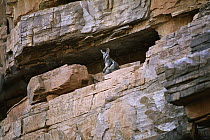Black-footed Rock Wallaby (Petrogale lateralis), Trephina Gorge, MacDonnell Ranges, Australia