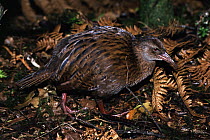 Weka (Gallirallus australis), Ulva Island, Stewart Island, New Zealand