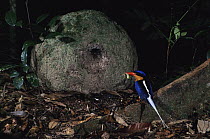 Buff-breasted Paradise-Kingfisher (Tanysiptera sylvia) male with food for nestlings, northern Queensland, Australia