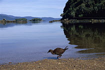 Weka (Gallirallus australis) flightless bird endemic to New Zealand, Ulva Island, New Zealand