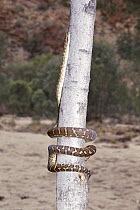 Bredl's Carpet Python (Morelia bredli), MacDonnell Ranges, Australia
