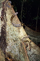 Amethythine Scrub Python (Morelia amethistina) slithering down tree trunk, Australia