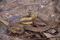Western Brown Snake (Pseudonaja nuchalis) defensive display, Australia