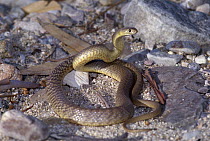 Western Brown Snake (Pseudonaja nuchalis) defensive display, Australia