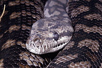 Carpet Python (Morelia spilota) portrait, labial scales capable of infrared reception, Australia