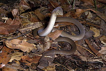 Common Scalyfoot (Pygopus lepidopodus) a legless lizard, Australia
