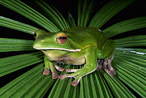 White-lipped Tree Frog (Litoria infrafrenata) close up of frog sitting in middle of frond, Karunda State Forest, Queensland, Australia