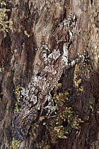 Southern Leaf-tailed Gecko (Saltuarius swaini) in the rainforest, Lamington National Park, Queensland, Australia