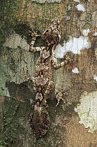 Southern Leaf-tailed Gecko (Saltuarius swaini) in the rainforest, Lamington National Park, Queensland, Australia