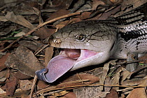 Eastern Blue-tongue Skink (Tiliqua scincoides) threat display, Karunda, Queensland, Australia