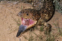 Shingleback Lizard (Tiliqua rugosa) defensive display, Australia