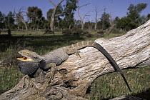 Eastern Bearded Dragon (Pogona barbata) defensive display threat, Australia