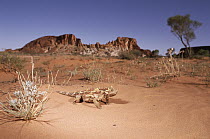 Thorny Devil (Moloch horridus) crossing desert, Rainbow Valley National Park, Australia