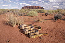 Ramsay's Python (Aspidites ramsayi) in the desert near Ayers Rock, Uluru-Kata Tjuta National Park, Australia