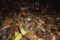 Amethythine Scrub Python (Morelia amethistina) in the rainforest, Queensland, Australia