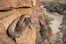 Bredl's Carpet Python (Morelia bredli) coiled on rock ledge on mountain side, Trephina Gorge National Park, MacDonnell Ranges, Australia