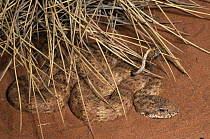 Desert Death Adder (Acanthophis pyrrhus) coiled in desert using tip of tail as a lure, an example of caudal luring, Australia