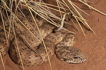 Desert Death Adder (Acanthophis pyrrhus) coiled in desert using tip of tail as a lure, an example of caudal luring, Australia