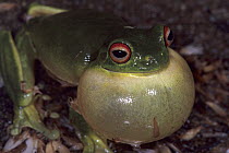 Australian Red-eyed Treefrog (Litoria chloris) male calling, Lamington National Park, Australia