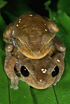 Lacelid Frog (Nyctimystes dayi) pair in amplexus in the rainforest, Crystal Cascades, Queensland, Australia