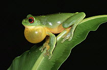 Dainty Tree Frog (Litoria gracilenta) calling, Daintree National Park, Queensland, Australia