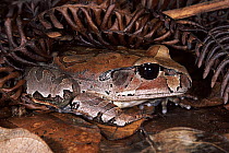 Northern Barred Frog (Mixophyes schevilli) in the rainforest, Kuranda State Forest, Queensland Australia