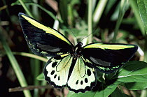Common Green Birdwing (Ornithoptera priamus) butterfly in the rainforest, Kuranda State Forest, Queensland, Australia