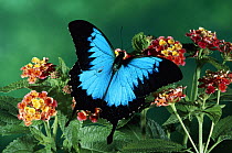 Ulysses Butterfly (Papilio ulysses) in the rainforest, Kuranda State Forest, Queensland, Australia
