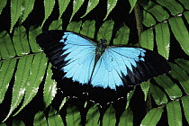 Ulysses Butterfly (Papilio ulysses) rainforest, Kuranda State Forest, Queensland Australia