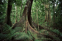 Buttress roots, tropical rainforest, Daintree National Park, Queensland, Australia