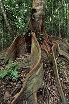 Buttress roots, tropical rain forest, Daintree National Park, Queensland, Australia