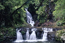 Elabana Falls, subtropical rainforest, Lamington National Park, Queensland, Australia
