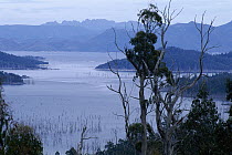Lake Pedder, Southwest National Park, Tasmania, Australia