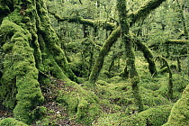 Red Beech (Nothofagus fusca) temperate rainforest, Fjordland National Park, South Island, New Zealand