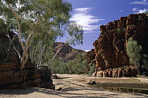 Ghost Gum (Eucalyptus papuana) trees in Trephina Gorge, MacDonnell Ranges, east of Alice Springs, Australia