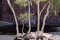 Ghost Gum (Eucalyptus papuana) trees, Trephina Gorge, MacDonnell Ranges, central Australia