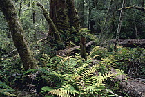Hardwater Fern (Blechnum wattsii) in temperate rainforest, Mount Field National Park, Tasmania, Australia