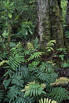 Hardwater Fern (Blechnum wattsii) in temperate rainforest, Tahune Forest Reserve, Tasmania, Australia