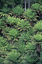 Tree Fern (Dicksonia antarctica) looking down onto ferns, Tahune Forest Reserve, Tasmania, Australia