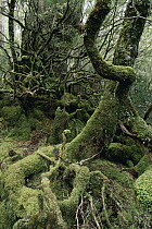 Myrtle Beech (Nothofagus cunninghamii) temperate rainforest, Cradle Mountain, St Clair National Park, Tasmania, Australia