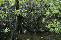 Mangrove (Avicennia sp) forest, Noah Creek, Daintree Natrional Park, Queensland Australia