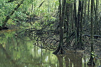Mangrove (Avicennia sp) forest Noah Creek, Daintree National Park, Queensland, Australia